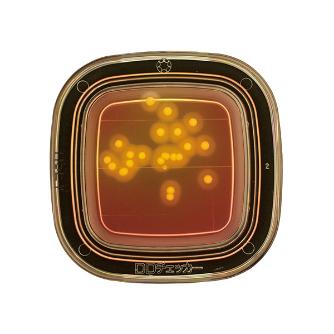 アズワン（株） 寒天 6-8778 ０４２４０　ＭＳＥＹ寒天　２０枚×２ 6-8778-05