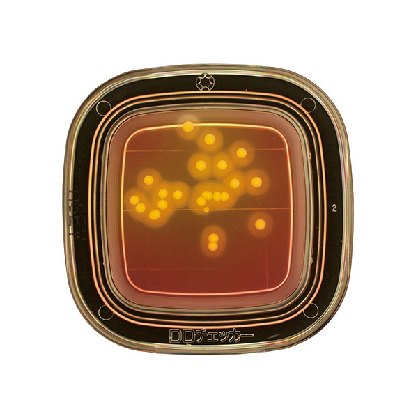 アズワン（株） 寒天 6-8778 ０４２４０　ＭＳＥＹ寒天　２０枚×２ 6-8778-05