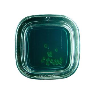 アズワン（株） 寒天 6-8778 ０４２６０　ＴＣＢＳ寒天　２０枚×２ 6-8778-09