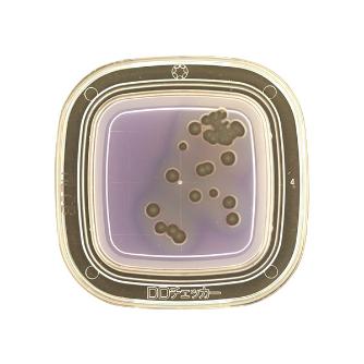 アズワン（株） 寒天 6-8778 ０４２７０　ＭＬＣＢ寒天　２０枚×２ 6-8778-11