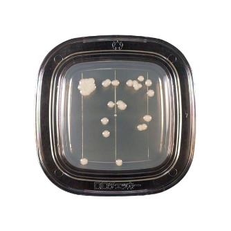 アズワン（株） 寒天 6-8778 ０４２９０　ＰＤ寒天　２０枚×２ 6-8778-13