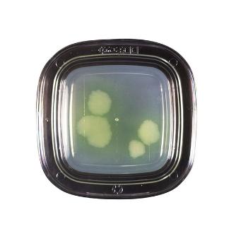 アズワン（株） 寒天 6-8778 ０４３５０　ＮＡＣ寒天　２０枚×２ 6-8778-15