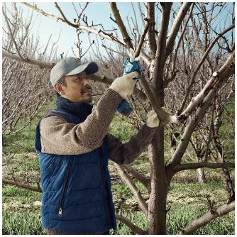 ボッシュ（株） コードレス剪定ばさみ ProPruner コードレス剪定ばさみ　ＰｒｏＰｒｕｎｅｒ 1619JT0882