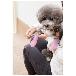 （株）ピカコーポレイション 犬用オールシーズンブーツ パウテクト PAWA 犬用オールシーズンブーツ　パウテクト PAWA-3SP